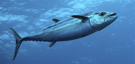 fish fish fish|Seven Seas Fish Co Ltd Information .